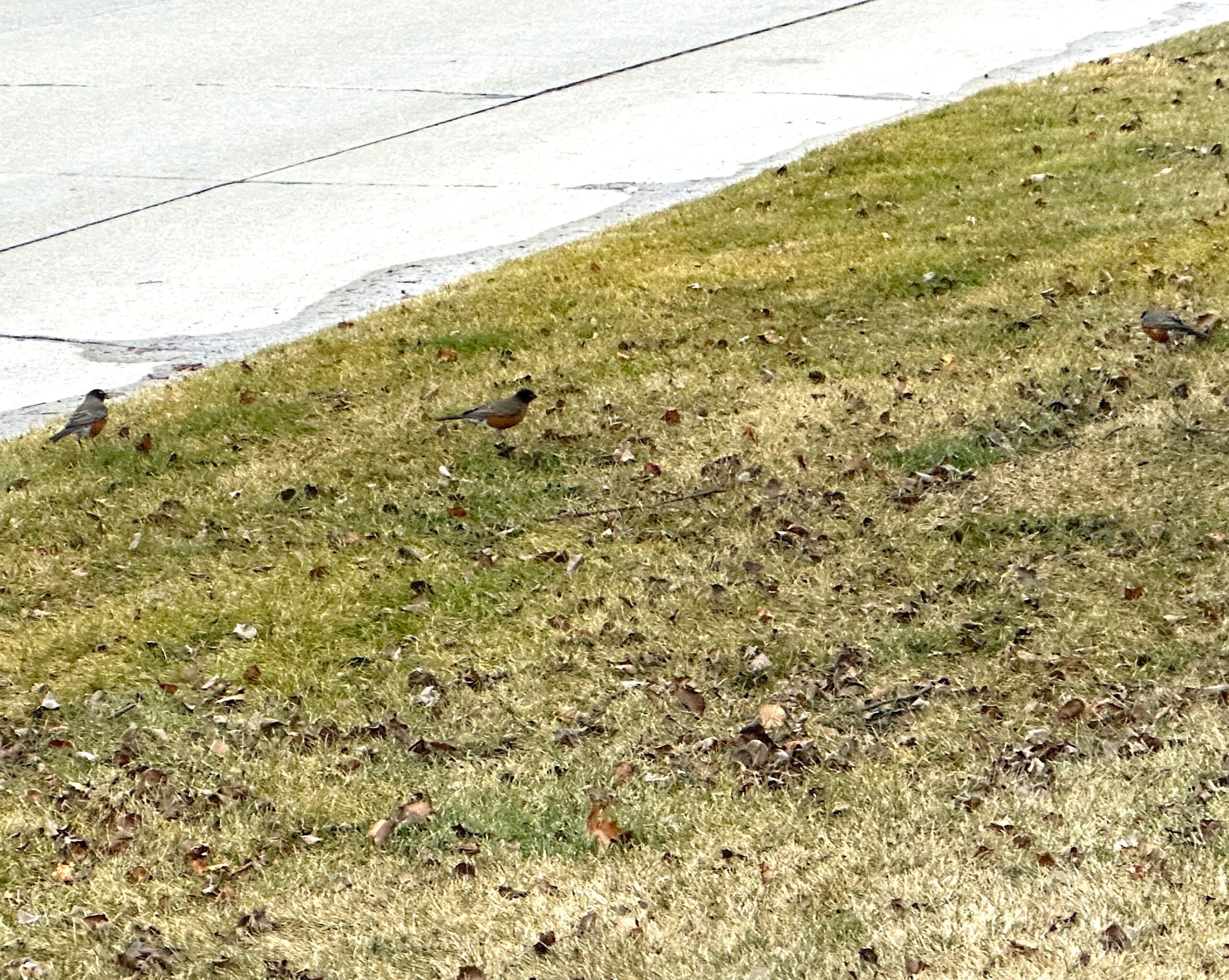 A few robins search for food during a recent mid January day in Canton